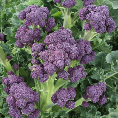 Picture of Broccoli Purple Sprouting  Claret  F1